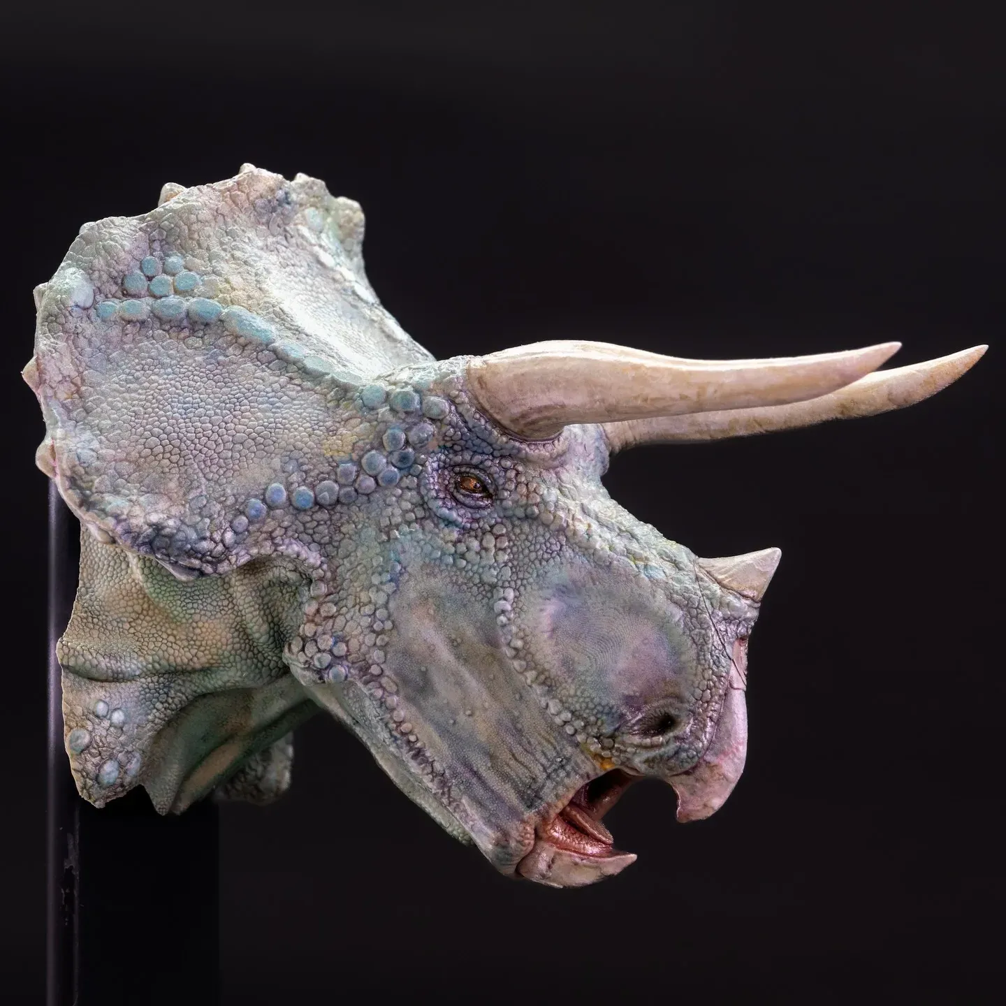 Blue Triceratops — view 6